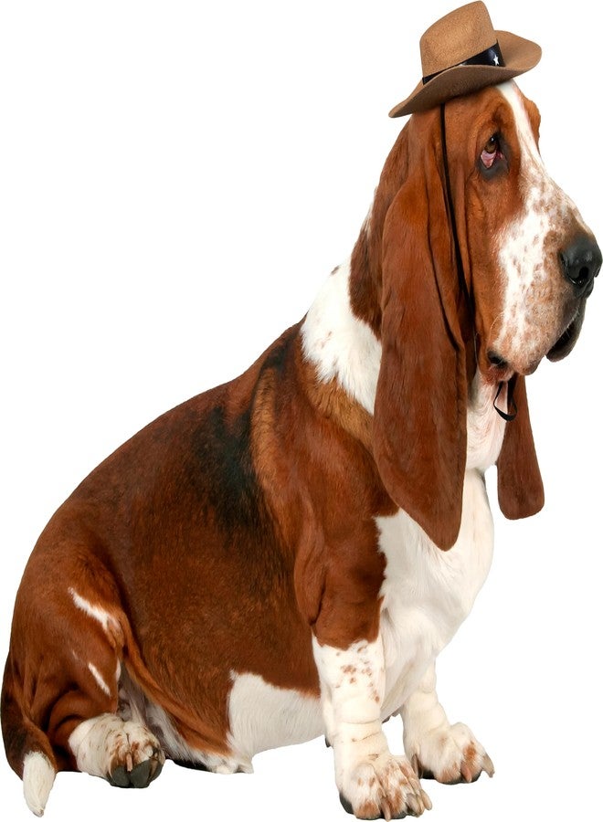 روبيز قبعة روبيز كاوبوي للحيوانات الأليفة، للكلاب أو القطط، مقاس صغير/متوسط - Image 3